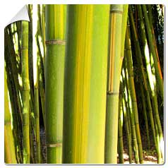 Bambou Bambu Bamboo 13